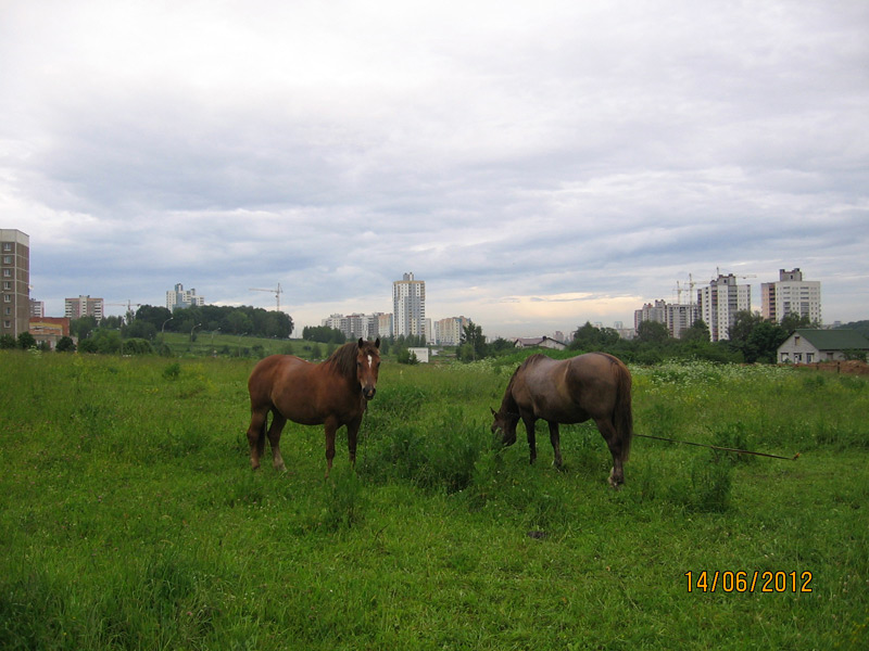 лошади в Минске