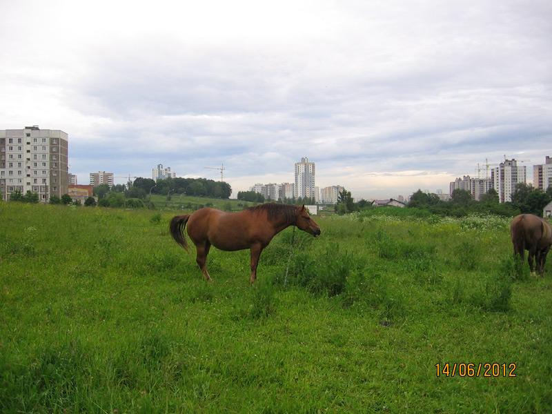 лошадь в Минске
